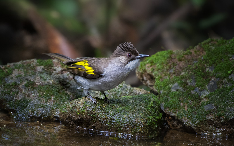 Brown-backed Bulbul (Hemixos (flavala) remotus) at Di Linh Bird Hides - Southern Vietnam. Photo by: Phuc Le - Vietnam Bird Photography Tours - Vietbirdphototours.com